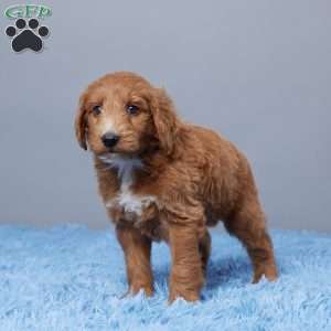 Blast, Goldendoodle Puppy